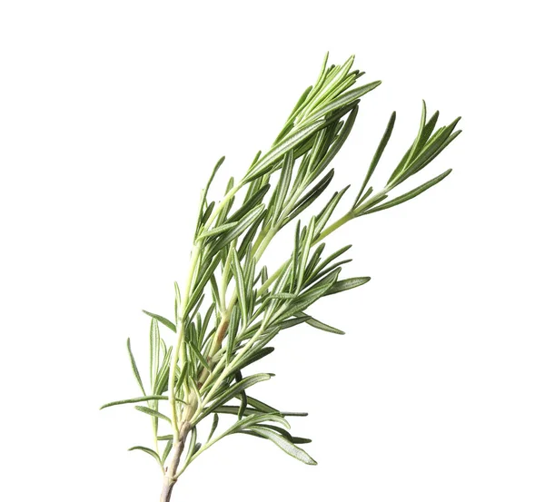 Rosemary Verde Fresco Aromático Isolado Branco — Fotografia de Stock