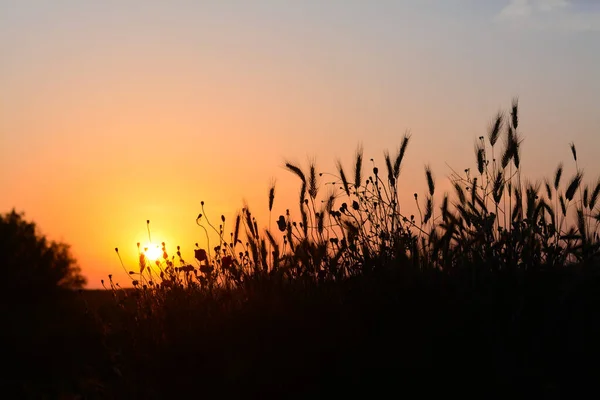 Silhouettes Beautiful Plants Countryside Sunset — Stockfoto