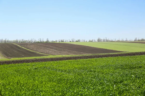 Beautiful View Agricultural Field Ripening Cereal Crop — Zdjęcie stockowe