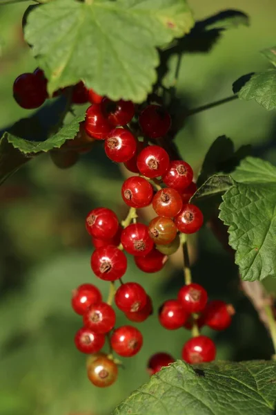 Closeup View Red Currant Bush Ripening Berries Outdoors Sunny Day — Stock Photo, Image