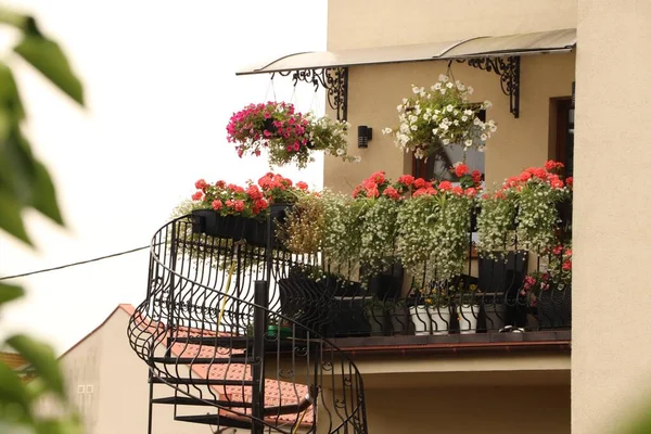 Balcony Decorated Beautiful Blooming Potted Flowers Stairs — стоковое фото