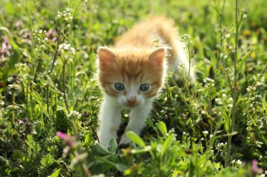 Cute red and white kitten on green grass outdoors. Baby animal