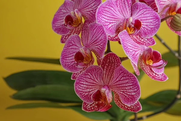 Beautiful Pink Orchid Flower Yellow Background Closeup Space Text — Foto Stock