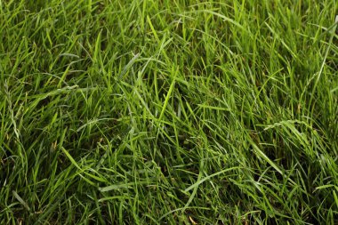 Arka plan olarak güzel yemyeşil çimenler, yakın plan