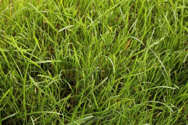 Arka plan olarak güzel yemyeşil çimenler, yakın plan