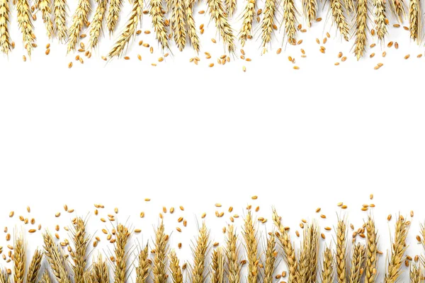 Many Ears Wheat Grains White Background Flat Lay Space Text — ストック写真