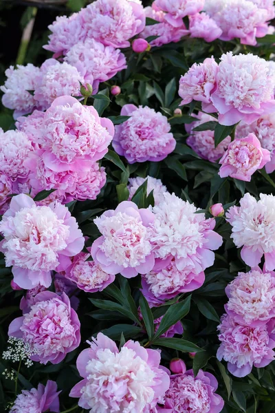 Blooming Peony Plant Beautiful Pink Flowers Outdoors View — Fotografia de Stock