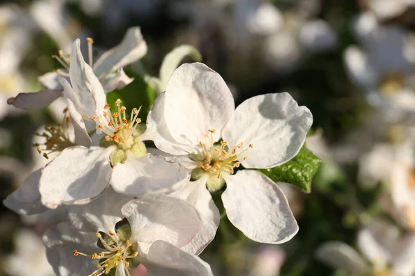 Apple Tree Beautiful Blossoms Closeup View Spring Season — Stock Photo, Image