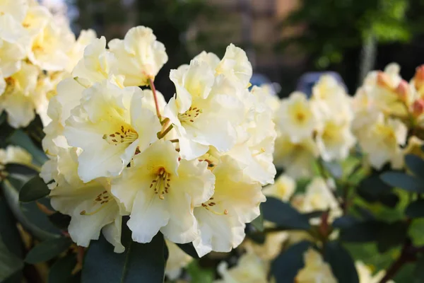 Rhododendron Rostlina Krásnými Bílými Květy Venku Detailní Pohled — Stock fotografie