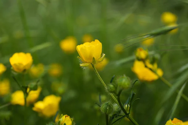 Beautiful Yellow Buttercup Flowers Growing Green Grass Outdoors Closeup — Stockfoto