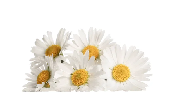 Bunch Beautiful Daisy Flowers White Background — 스톡 사진