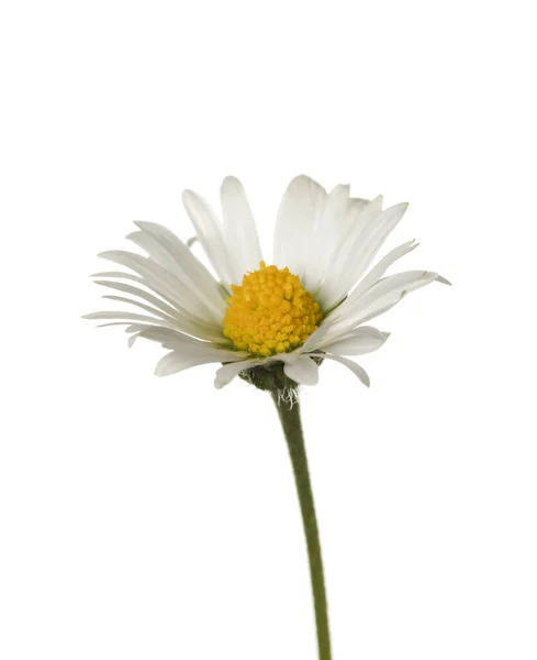 Beautiful Tender Daisy Flower Isolated White — Φωτογραφία Αρχείου