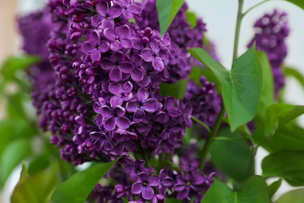 Beautiful Lilac Plant Fragrant Purple Flowers Outdoors Closeup — Stock Photo, Image