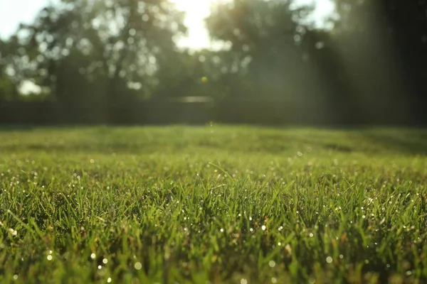 Пишна Зелена Трава Свіжому Повітрі Сонячний День — стокове фото