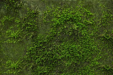 Yeşil yosun ile kaplanmış taş duvar, yakın plan.