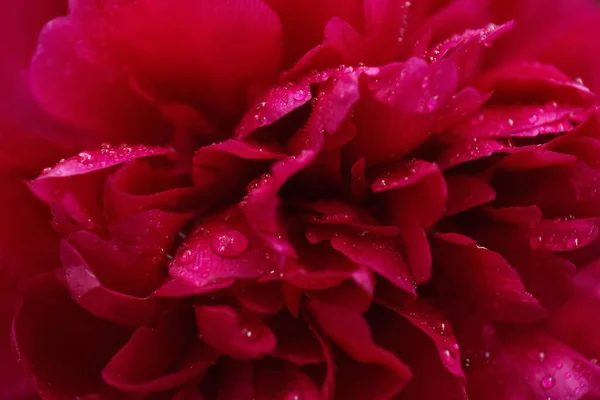 Beautiful Red Peony Flower Dew Drops Background Closeup — Fotografia de Stock