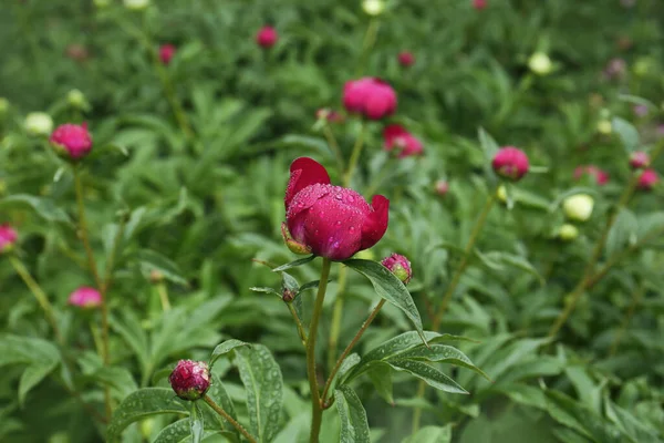 Beautiful Red Peony Bud Dew Drops Garden — Zdjęcie stockowe