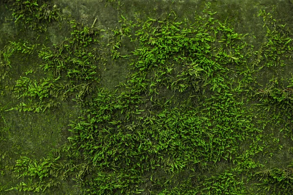 Stone Wall Overgrown Green Moss Closeup — Fotografia de Stock