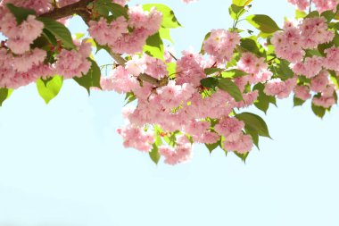 Açık havada pembe çiçekli güzel sakura ağacı, yakın plan.