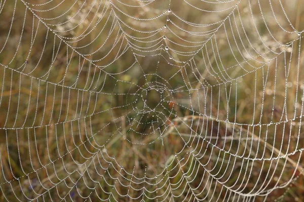 户外露珠蜘蛛网的布景 — 图库照片