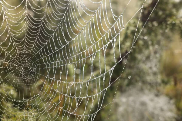 Vista Cerca Tela Araña Con Gotas Rocío Aire Libre — Foto de Stock