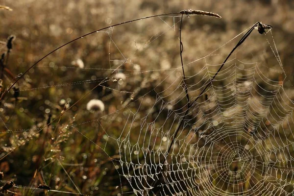 Empty Cobweb Meadow Sunny Day — Photo
