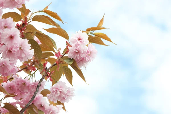 Красиве Квітуче Дерево Сакури Небі Простір Тексту — стокове фото