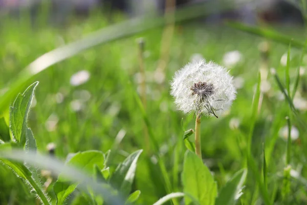 Beautiful Fluffy Dandelion Green Grass Closeup Space Text — стоковое фото