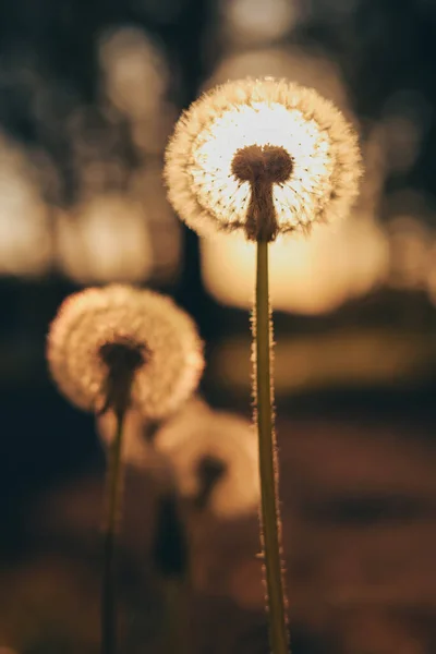 Beautiful Fluffy Dandelions Outdoors Sunny Day Closeup — Stock fotografie