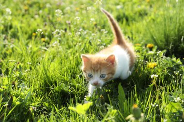 Cute red and white kitten on green grass outdoors. Baby animal