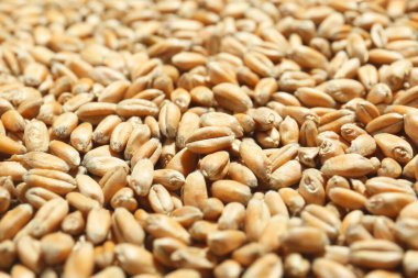 Many wheat grains as background, closeup view