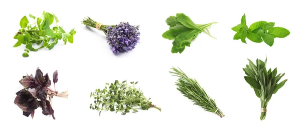 Set Different Aromatic Herbs White Background Banner Design — Φωτογραφία Αρχείου