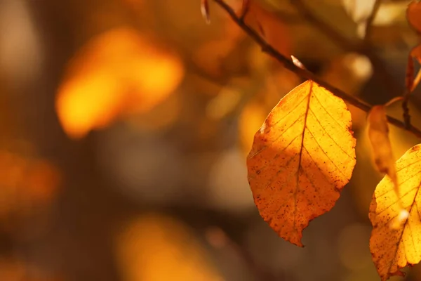 Beautiful Tree Branch Orange Autumn Leaves Outdoors Closeup Space Text — Stok fotoğraf