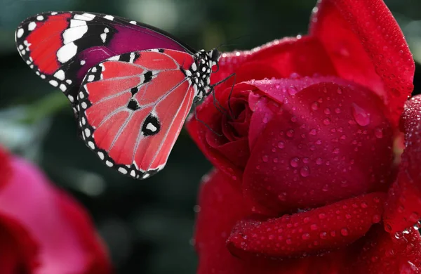 Beautiful red rose with morning dew and butterfly in garden, closeup view