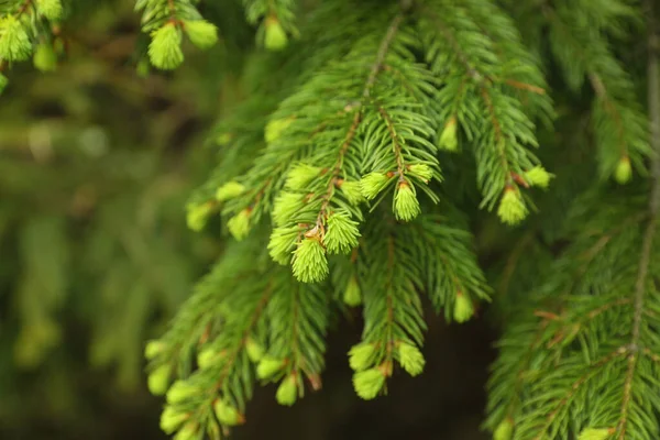 Rami Verdi Bellissimo Albero Conifera All Aperto Primo Piano — Foto Stock