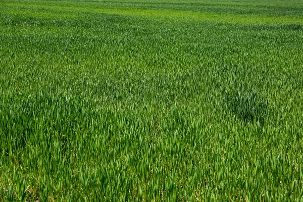 Piękny Widok Pola Rolne Dojrzewających Zbóż — Zdjęcie stockowe