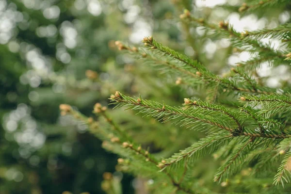 Πράσινα Κλαδιά Από Όμορφο Κωνοφόρο Δέντρο Μικρούς Κώνους Εξωτερικούς Χώρους — Φωτογραφία Αρχείου