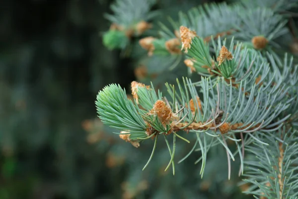 Beautiful Branches Coniferous Tree Closeup View — Fotografia de Stock