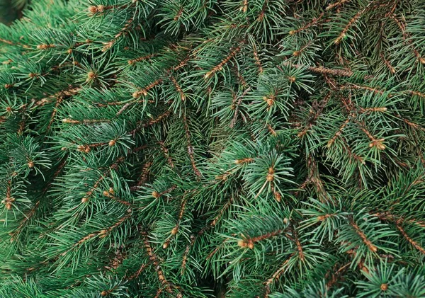 Beautiful Branches Coniferous Tree Closeup View — Photo
