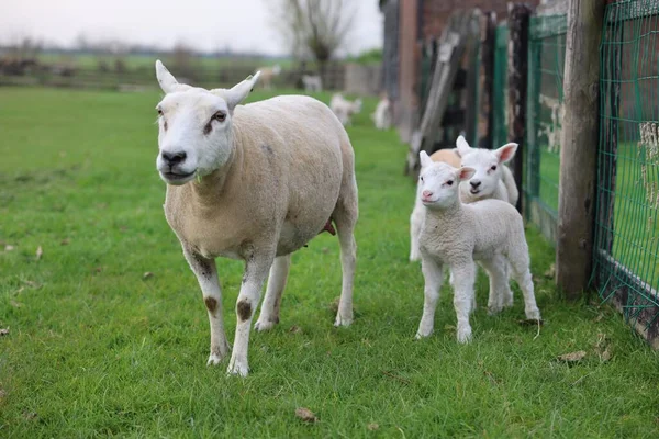 Красиві Вівці Милими Ягнятами Біля Паркану Дворі — стокове фото