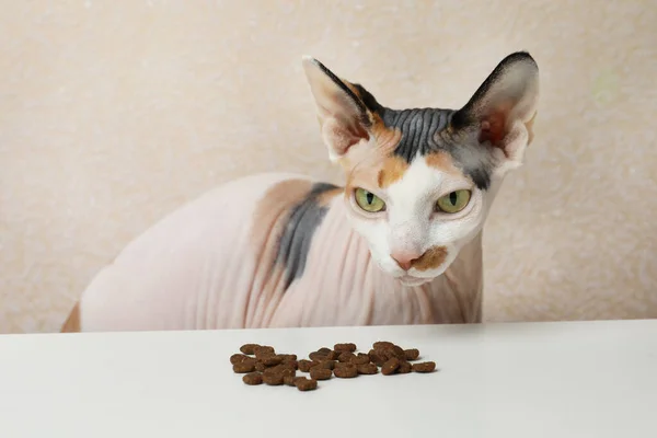 Beautiful Sphynx Cat Pile Kibble White Table Beige Background — 스톡 사진