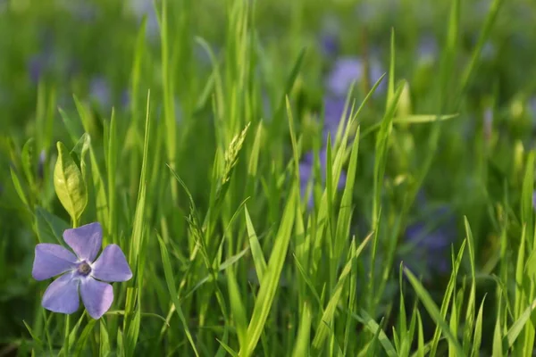 Beautiful Periwinkle Flowers Growing Garden Closeup — Stockfoto