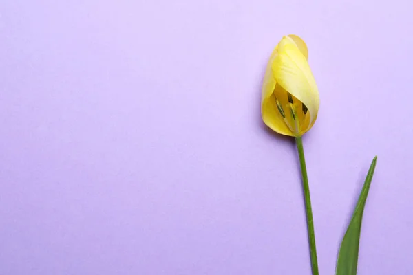 Yellow Tulip Violet Background Top View Space Text Menopause Concept — Stock Photo, Image
