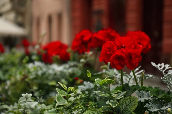 Beautiful Red Geranium Flowers Growing Outdoors Closeup View — Foto Stock