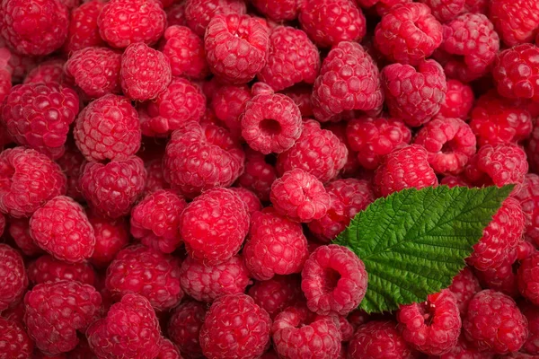 Many Fresh Red Ripe Raspberries Green Leaf Background Top View — Foto de Stock