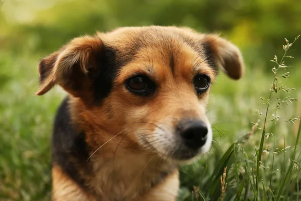 Cute Dog Green Grass Outdoors Closeup View — 图库照片