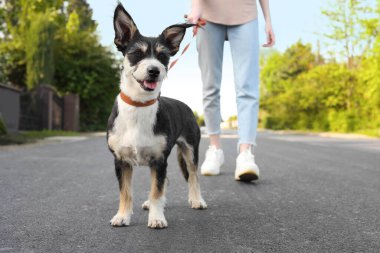Şehir caddesinde sevimli köpeğini gezdiren bir kadın.