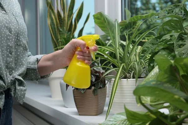 Woman Spraying Beautiful Houseplants Window Home Closeup – stockfoto