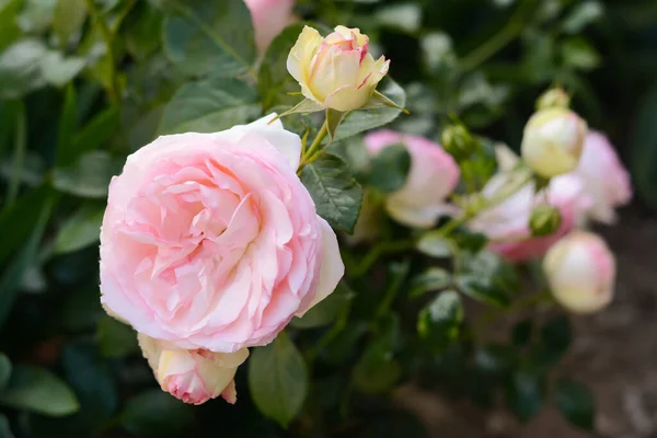 Beautiful Blooming Rose Bush Outdoors Closeup Space Text — ストック写真