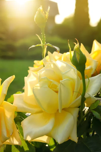 Beautiful Yellow Roses Sunny Day Outdoors Closeup — Foto de Stock